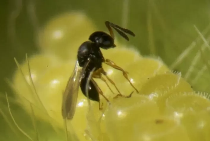 Macroparasitóides: A Nova Fronteira no Controle de Percevejos na Soja