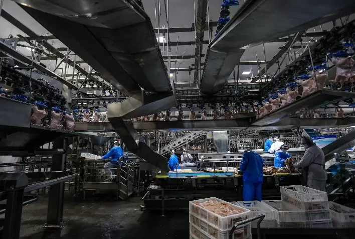 Carne de Frango: Uma Proteína em Expansão na Alimentação Brasileira