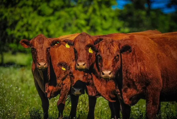 Pecuária de Corte Destaca-se na Programação da Fenagen 2024