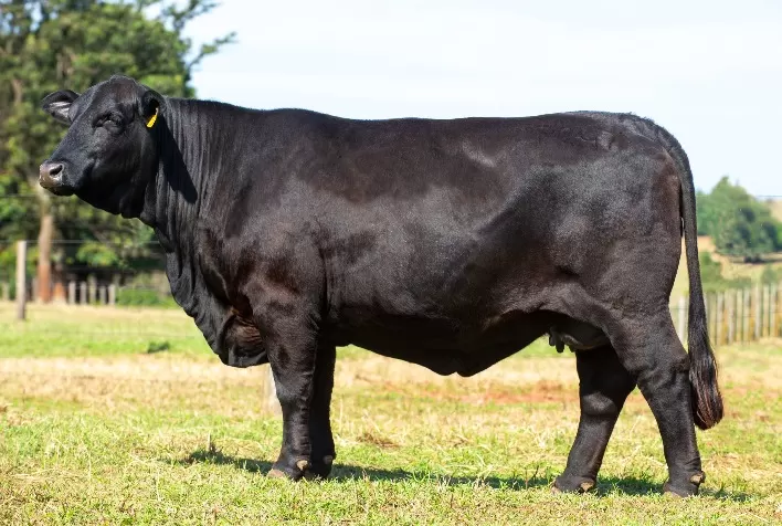 Brangus Sta Cruz Leiloará Cotas das Principais Matrizes do Sumário Genômico Natura 2024