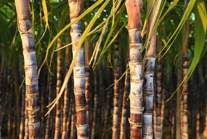 Defensivos Agrícolas Protegem Produtores de Cana-de-Açúcar contra Broca