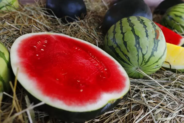 Produtores goianos de melancia, melão e abóbora interessados em exportar seus produtos devem se cadastrar na Agrodefesa