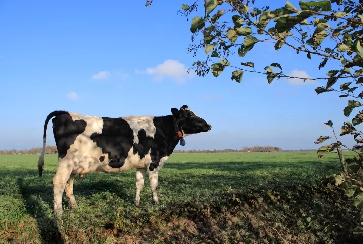 Trouw Nutrition Apresenta Inovações para a Transição de Vacas Leiteiras na Agroleite 2024