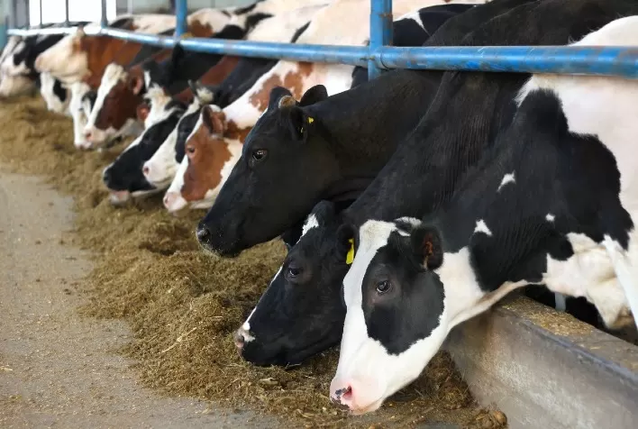 Substituição Total por Minerais Orgânicos Eleva a Produção de Leite de Forma Sustentável