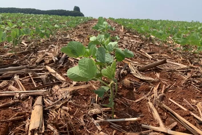 SEEDCORP|HO Lança Cinco Novas Cultivares de Soja com Tecnologia de Ponta