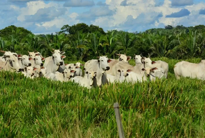 Certificação de Touros em Fertilidade Impulsiona Resultados na Pecuária de Corte