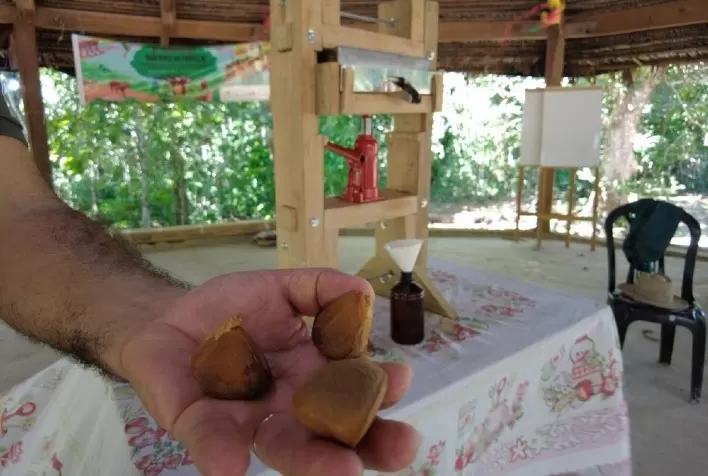 Prensa Artesanal Revoluciona Extração de Óleo de Andiroba