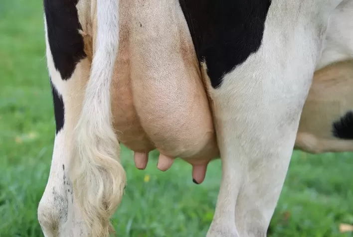 Desafios da Produtividade no Setor Leiteiro: Mastite e Seus Impactos
