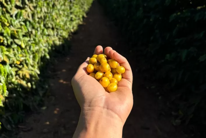 Guima Café é Reconhecido como Melhor Café do Mundo com Agricultura Regenerativa e Boas Práticas