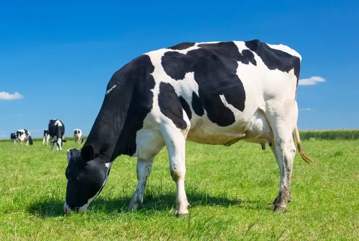 Pearson Saúde Animal Destaca Inovações para Pecuária Leiteira na Agroleite 2024