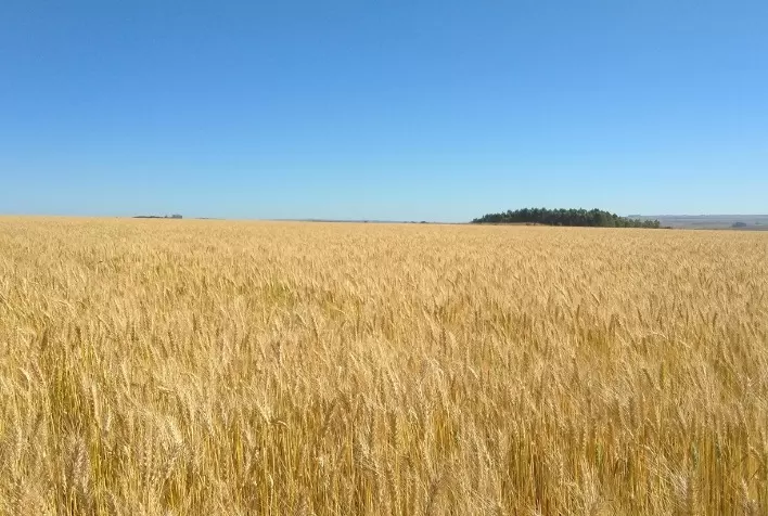Produção de Trigo na França Cai 25% em 2024 Devido a Condições Climáticas Adversas