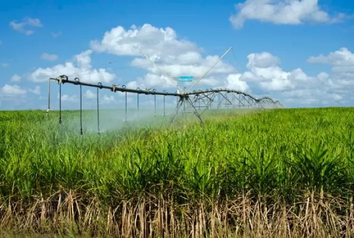 Estratégias de Irrigação para Cana-de-Açúcar: Combinação Ideal de Salvamento e Déficitária