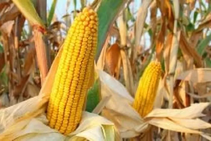 Nova Tecnologia Herbicida Revoluciona Controle de Plantas Daninhas no Milho