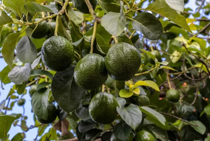 Associação Abacates do Brasil Promove Dia de Campo sobre Nutrição e Manejo Integrado de Pragas