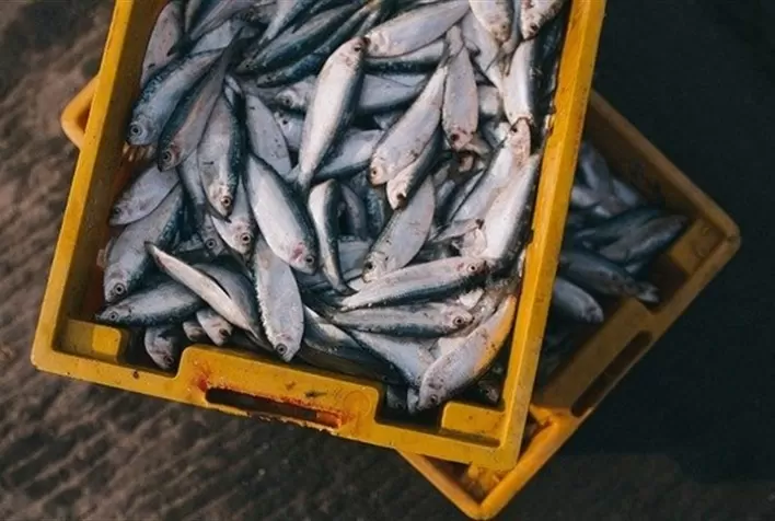 Aquicultura no Brasil: Desafios e Oportunidades para um Setor em Expansão
