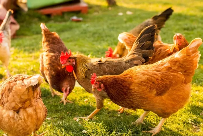 Rações Naturais e Livres de Antimicrobianos Impulsionam a Criação de Aves e Suínos