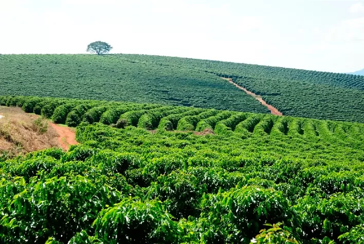 Conab Inicia Pesquisa sobre a Safra de Café em Minas Gerais
