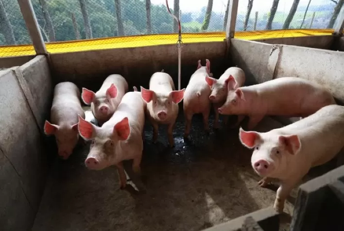 Boletim do Suíno do Cepea de Julho: Destaques e Tendências