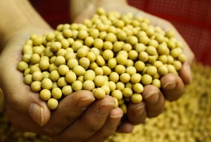 Corteva Agriscience Lança LumiTreo™: Fungicida Inovador para Tratamento de Sementes de Soja