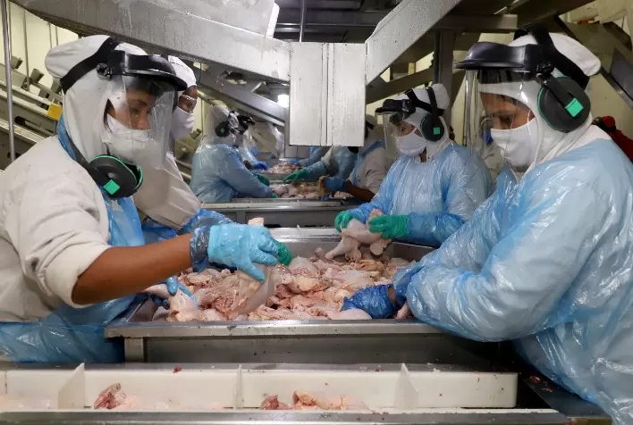 Desempenho do frango abatido na 33ª semana de 2024, terceira do mês de agosto corrente