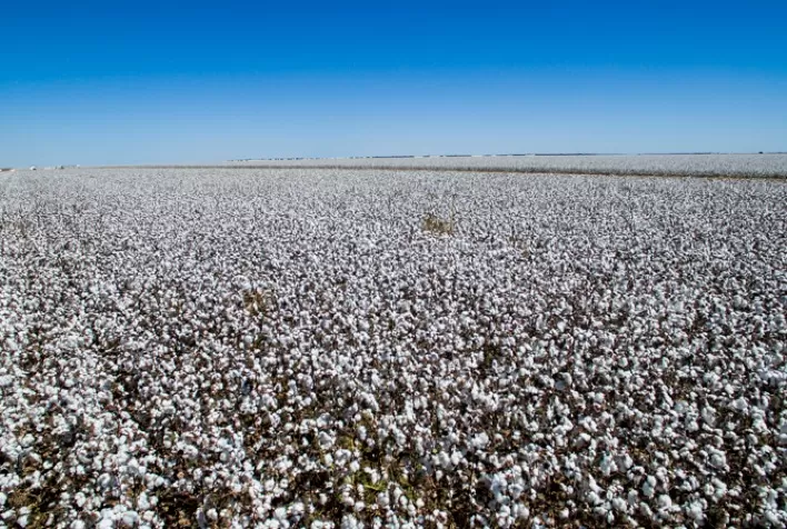 Custo de Produção de Milho e Algodão em Mato Grosso Apresenta Variações em Julho