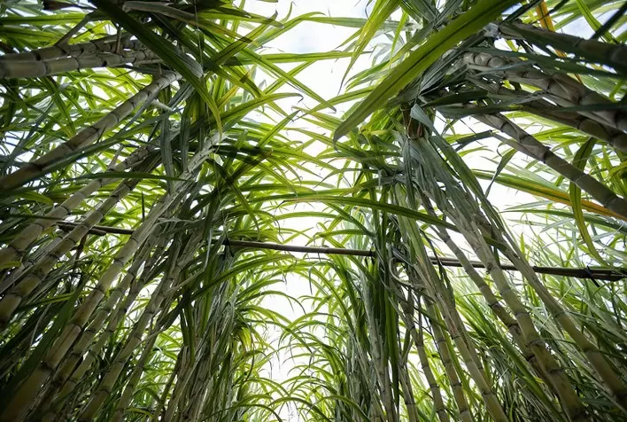 Biometano da Cana-de-Açúcar: Avanço Ecológico e Sustentável no Oeste Paulista