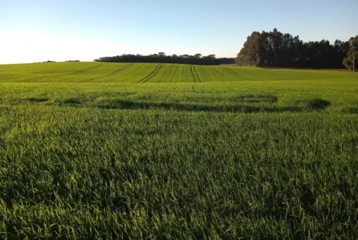 Impacto Climático Compromete Produtividade do Trigo em Cornélio Procópio (PR)