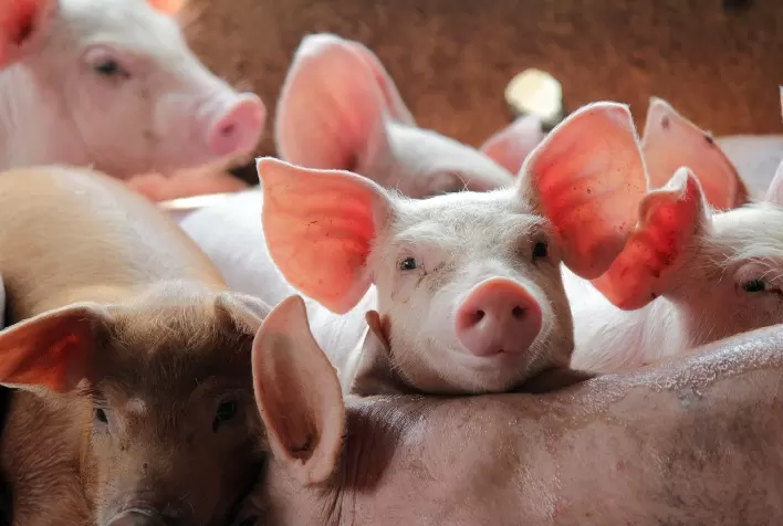 Preços do Suíno Vivo Atingem Maior Patamar Real Desde Fevereiro de 2021, Aponta Cepea