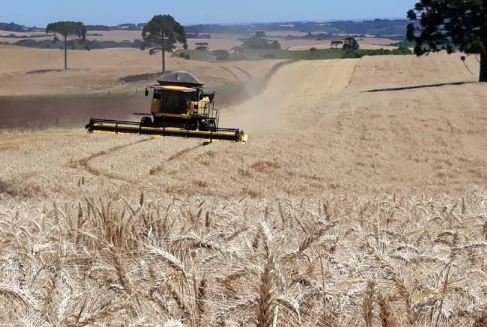Incertezas no Potencial Produtivo de Trigo Desaceleram Negócios no Brasil