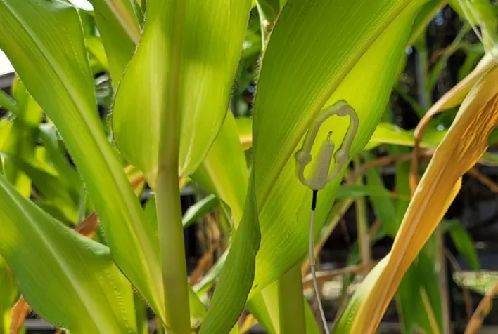 Tecnologia de Inteligência Artificial Avalia Necessidade de Água nas Plantas