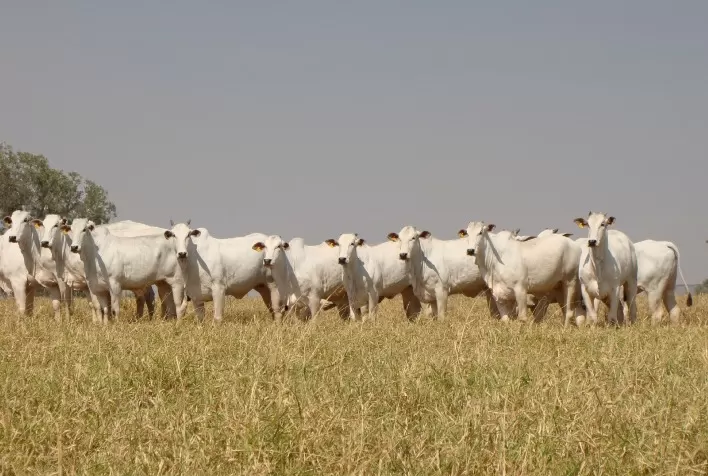 Suplementação Proteica Otimiza Desempenho e Rentabilidade dos Bovinos Durante a Estiagem