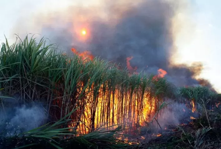 Incêndios em Canaviais de São Paulo Podem Causar Prejuízo de R$ 350 Milhões aos Produtores