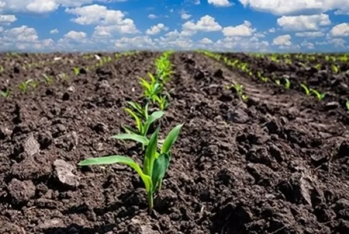 Início do Plantio de Milho Verão no Centro-Sul do Brasil Atinge 4,2% da Área Estimada