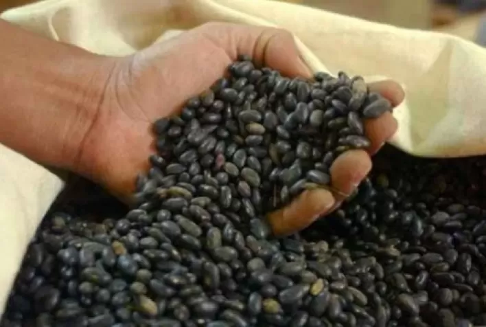 Preço do Feijão-Preto Sobe Bruscamente no Mercado Nacional
