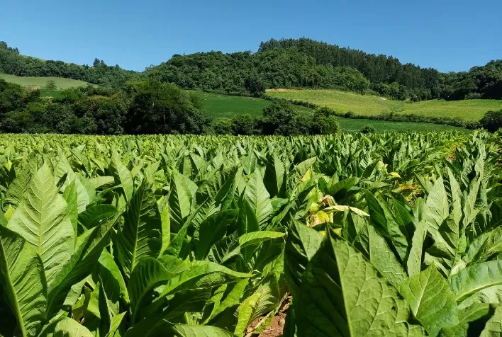 Foniagro Aprova Atualização dos Coeficientes Técnicos do Custo de Produção do Tabaco