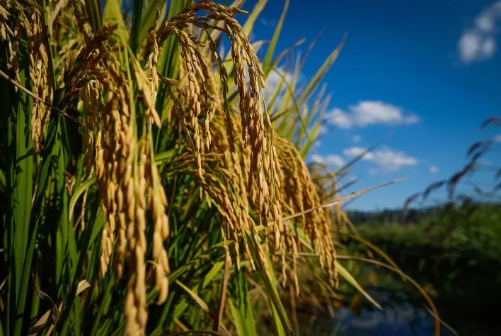 Safra 2024/2025: Área Plantada de Arroz no RS Deve Crescer 5,3%