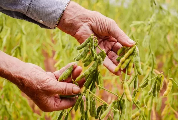 Preparativos para a Safra 2024/25 de Soja: Clima em Foco e Cultivares da Golden Harvest