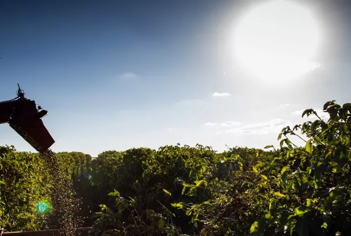 Café Brasileiro Enfrenta Desafios Climáticos para Safra 2025/26