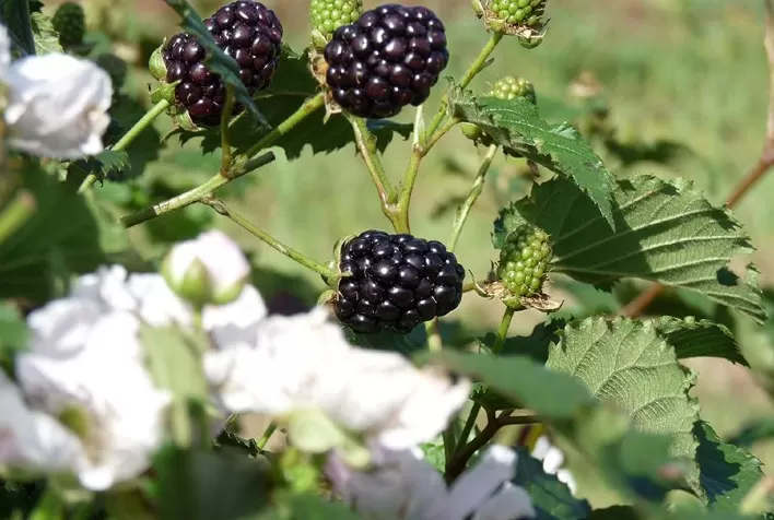 Nova Cultivar de Amoreira-Preta Aumenta em 30% a Eficiência na Colheita