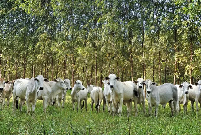 Manejo Parasitário: Garantia de Saúde e Rentabilidade no Rebanho