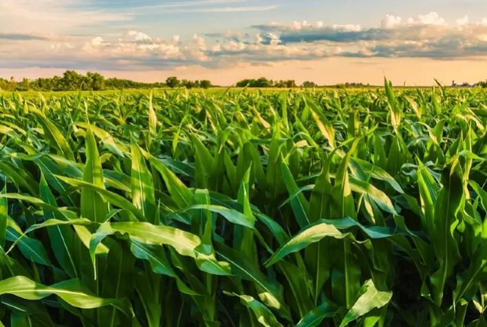 Milho Verão: Cultivo Promissor Garante Rentabilidade para Produtores Rurais