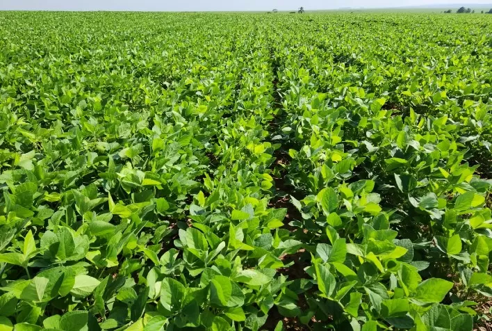 Expectativa de Crescimento de 20% na Safra de Soja do Paraná para a Temporada 2024/25