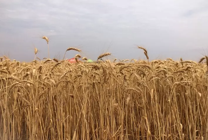 Produção de Trigo no Brasil Cai em Agosto; Paraná Sofre com Impactos Climáticos