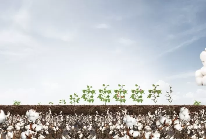 Sumitomo Chemical Aumenta Presença na Cotonicultura com Novas Soluções e Projetos