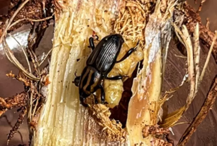 ADAMA Lança Inovador Inseticida para Controle de Sphenophorus levis em Canaviais