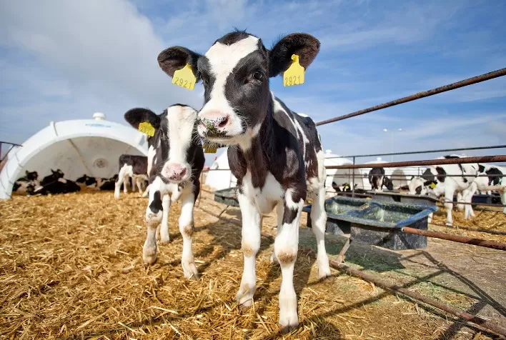 Contaminações em Áreas Rurais: Impactos na Saúde Animal e na Rentabilidade das Propriedades