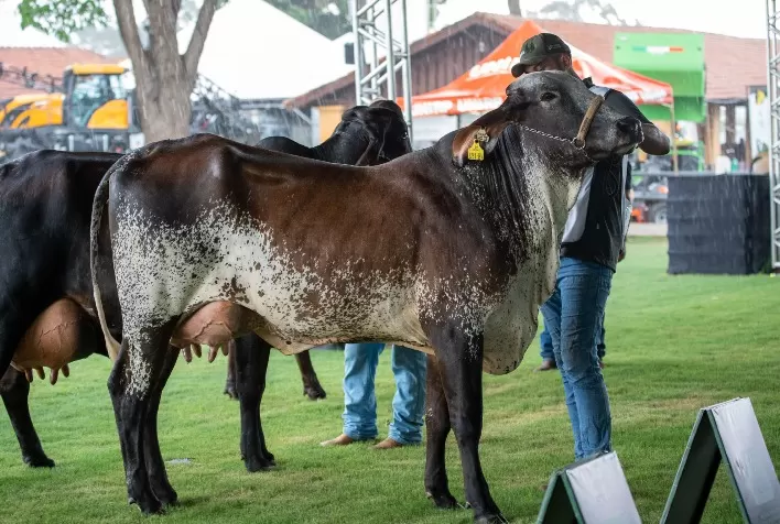 Expo Rio Preto SICREDI 2024 Destaca Raças de Leite com Expectativa de 700 Animais