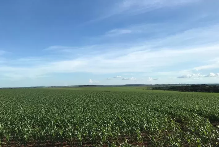 Plantio de Milho de Verão Avança no Centro-Sul com SC e PR se Unindo ao RS