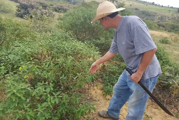 Planta Nativa da Mata Atlântica Transforma a Vida de Agricultores na Bahia