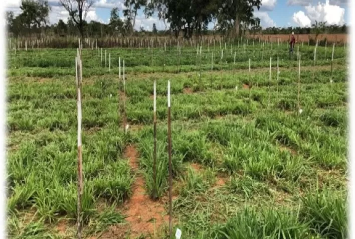 Brachiaria Híbrida Mavuno Se Destaca na Fenação com Alta Digestibilidade e Qualidade Nutricional